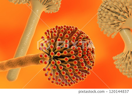 Black mold fungi Black mold fungi 120144837