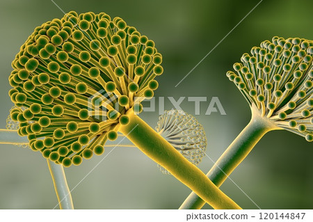 Black mold fungi Black mold fungi 120144847