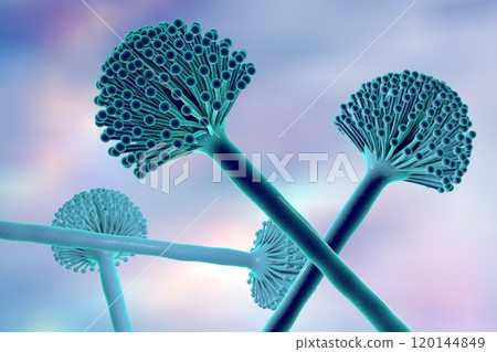 Black mold fungi Black mold fungi 120144849