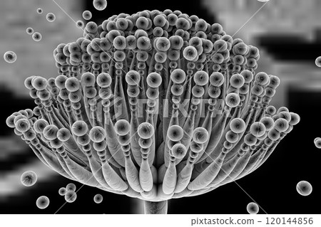 Black mold fungi 120144856