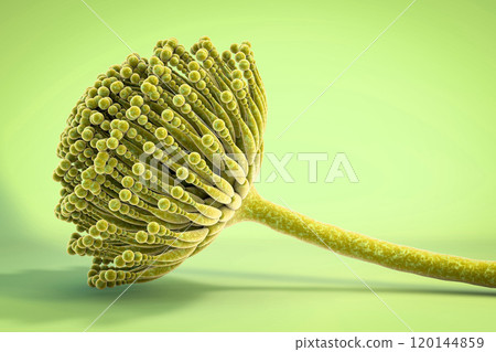 Fungi Aspergillus, 3D illustration Fungi Aspergillus, 3D illustration 120144859