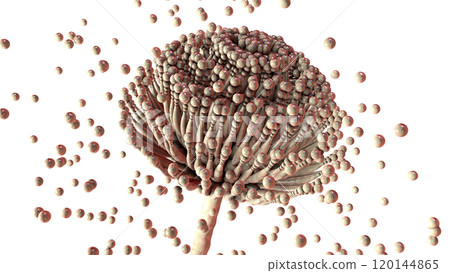 Fungi Aspergillus, black mold Fungi Aspergillus, black mold 120144865