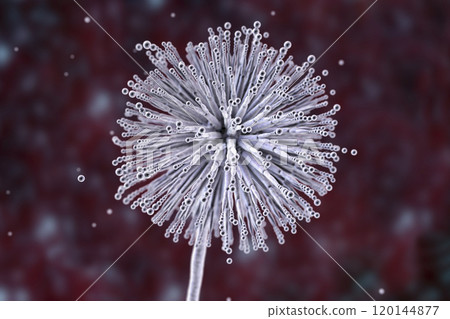 Fungi Aspergillus niger, black mold that produce aflatoxins and cause pulmonary infection aspergillosis 120144877