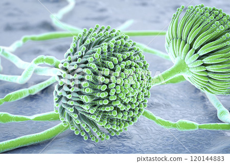 Black mold fungi Black mold fungi 120144883