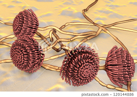 Fungi Aspergillus, black mold Fungi Aspergillus, black mold 120144886