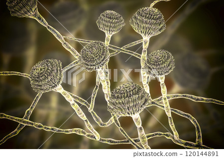Fungi Aspergillus, black mold 120144891