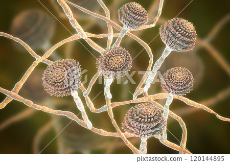 Fungi Aspergillus, black mold Fungi Aspergillus, black mold 120144895