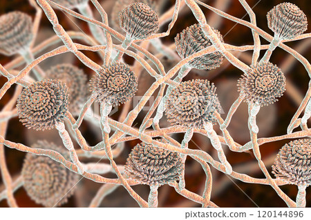 Fungi Aspergillus, black mold 120144896