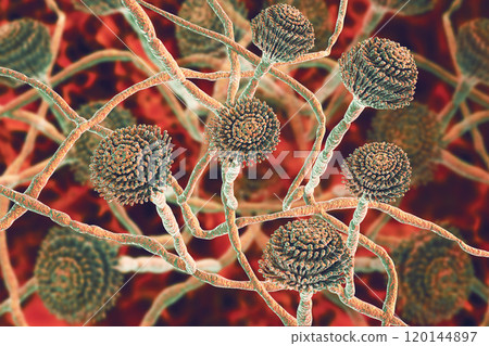 Fungi Aspergillus, black mold Fungi Aspergillus, black mold 120144897