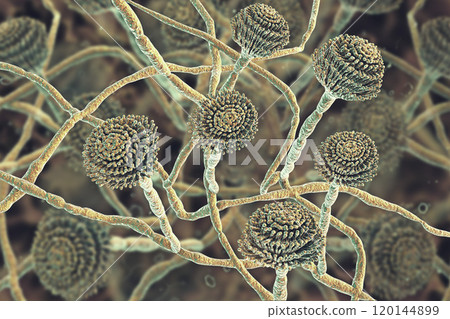Fungi Aspergillus, black mold Fungi Aspergillus, black mold 120144899