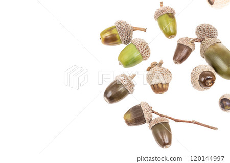 colorful acorns isolated on white background colorful acorns isolated on white background 120144997