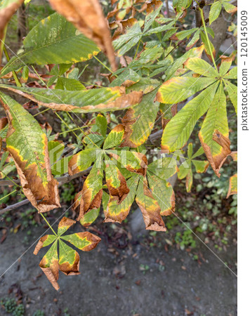 dried autumn leaves on tree branch at garden dried autumn leaves on tree branch at garden 120145009