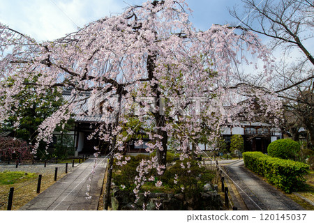 優雅的仁大寺 垂枝櫻花盛開 120145037