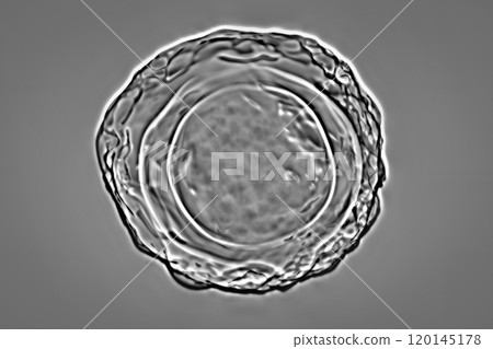 Ascaris lumbricoides fertilized egg, illustration 120145178