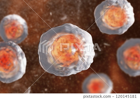 Ascaris lumbricoides fertilized egg, illustration Ascaris lumbricoides fertilized egg, illustration 120145181
