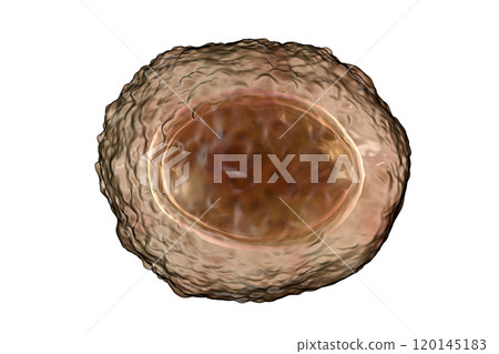 Ascaris lumbricoides unfertilized egg, illustration 120145183