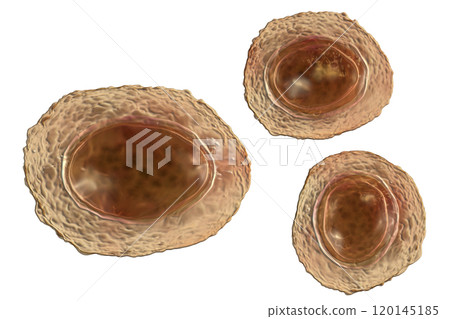 Ascaris lumbricoides unfertilized egg, illustration Ascaris lumbricoides unfertilized egg, illustration 120145185