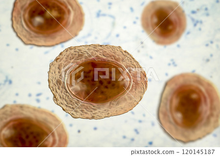 Ascaris lumbricoides unfertilized egg, illustration Ascaris lumbricoides unfertilized egg, illustration 120145187