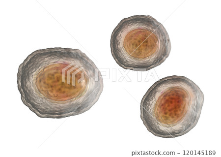 Ascaris lumbricoides unfertilized egg, illustration 120145189