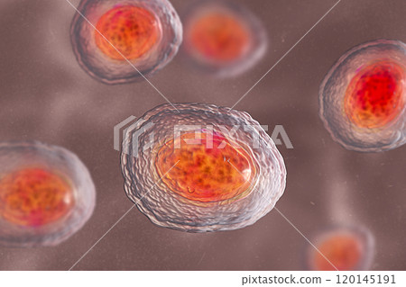 Ascaris lumbricoides unfertilized egg, illustration 120145191