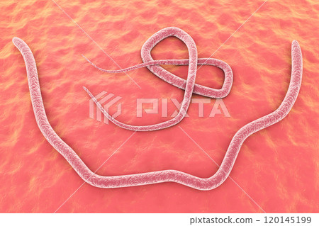 Male and female Ascaris worms 120145199