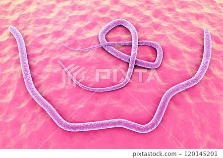 Male and female Ascaris worms 120145201