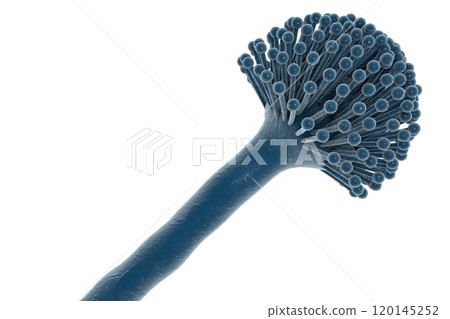 Black mold fungi Black mold fungi 120145252