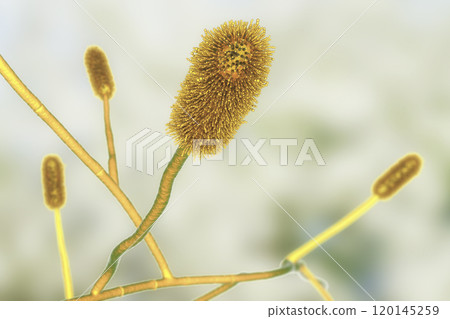 Aspergillus clavatus mold fungi, 3D illustration Aspergillus clavatus mold fungi, 3D illustration 120145259