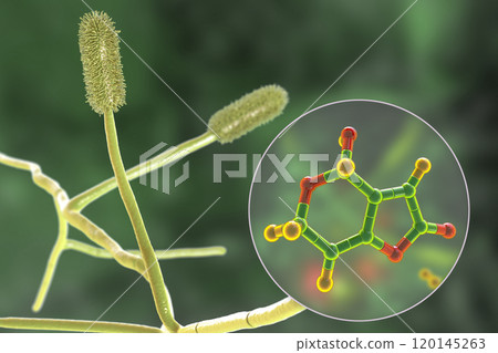 Aspergillus clavatus mold fungi and molecule of patulin toxin, 3D illustration Aspergillus clavatus mold fungi and molecule of patulin toxin, 3D illustration 120145263