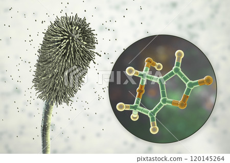 Aspergillus clavatus mold fungi and molecule of patulin toxin, 3D illustration Aspergillus clavatus mold fungi and molecule of patulin toxin, 3D illustration 120145264