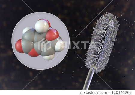 Aspergillus clavatus mold fungi and molecule of patulin toxin, 3D illustration Aspergillus clavatus mold fungi and molecule of patulin toxin, 3D illustration 120145265