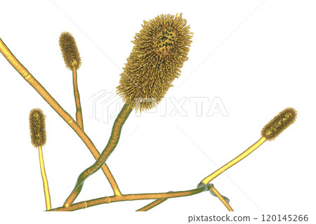 Aspergillus clavatus mold fungi, 3D illustration Aspergillus clavatus mold fungi, 3D illustration 120145266