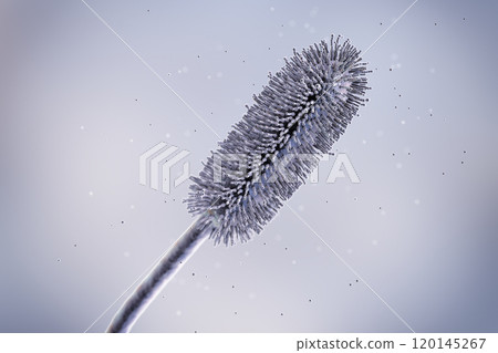 Aspergillus clavatus mold fungi, 3D illustration Aspergillus clavatus mold fungi, 3D illustration 120145267