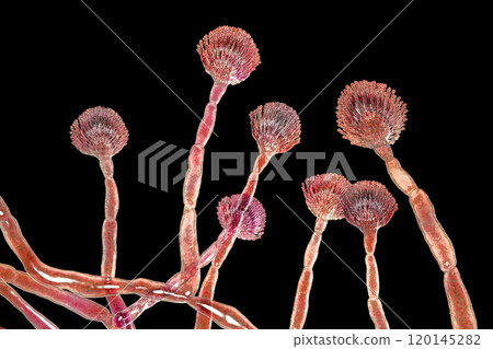 Fungus Aspergillus flavus 120145282