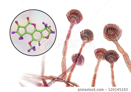 Fungi Aspergillus flavus producing Aflatoxin B1 Fungi Aspergillus flavus producing Aflatoxin B1 120145283