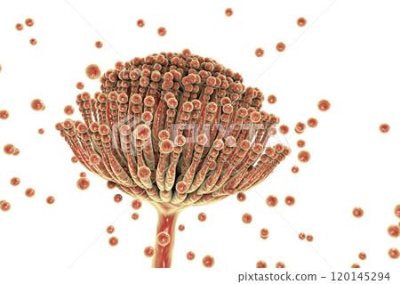 Black mold fungi Aspergillus Black mold fungi Aspergillus 120145294