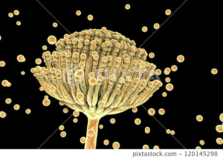 Black mold fungi Aspergillus Black mold fungi Aspergillus 120145298