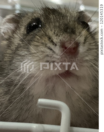 Hamster from below 120145319