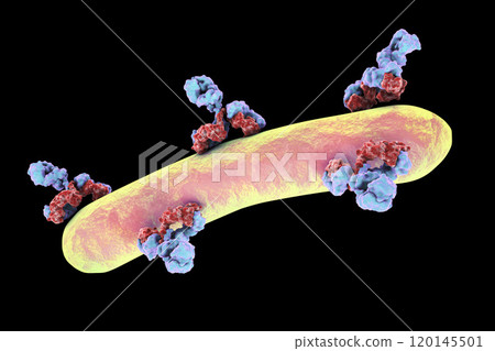 Antibodies attacking bacterium Antibodies attacking bacterium 120145501