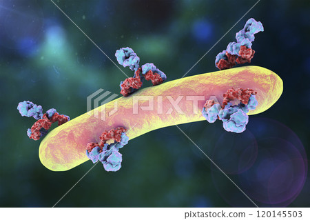 Antibodies attacking bacterium Antibodies attacking bacterium 120145503