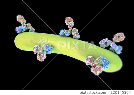 Antibodies attacking bacterium Antibodies attacking bacterium 120145504