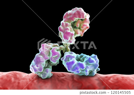 Antibody attacking bacterium Antibody attacking bacterium 120145505