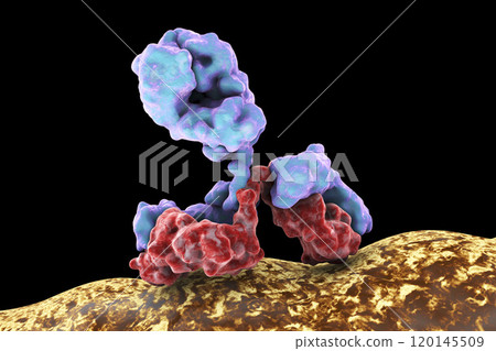 Antibody attacking bacterium 120145509