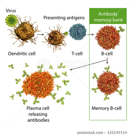 Mechanisms of immune defense against viruses Mechanisms of immune defense against viruses 120145514