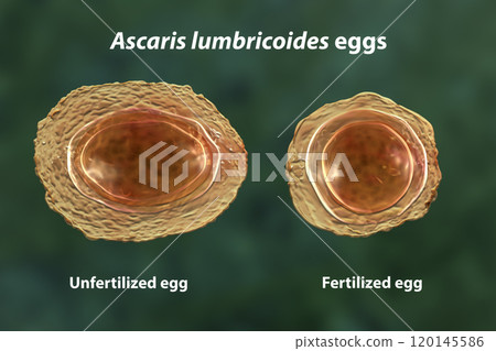 Ascaris lumbricoides eggs, illustration 120145586