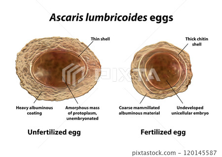 Ascaris lumbricoides eggs, illustration 120145587