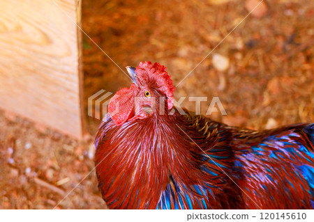 An colorful rooster with large red rose comb caruncle in farm environment 120145610