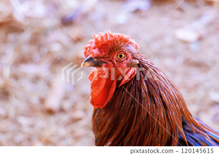 Vibrant portrait of rooster with large red rose comb decorated with caruncles in farm garden 120145615