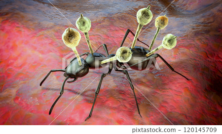 Cordyceps parasitic fungus growing on an ant, 3D illustration Cordyceps parasitic fungus growing on an ant, 3D illustration 120145709