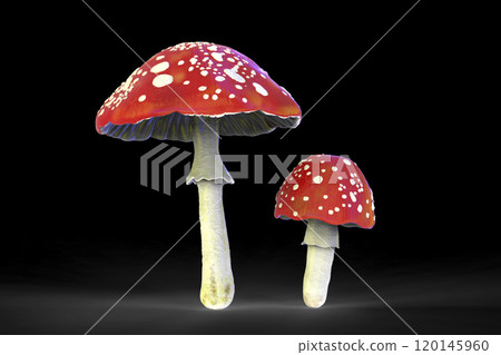 Fly agaric mushroom with red cap and white dots, Amanita mushroom, illustration Fly agaric mushroom with red cap and white dots, Amanita mushroom, illustration 120145960